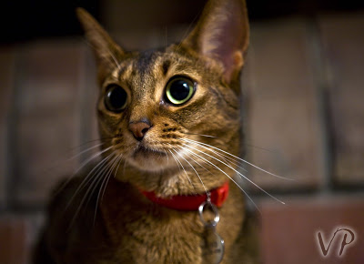 An Abyssinian named Hund August 8, 2008